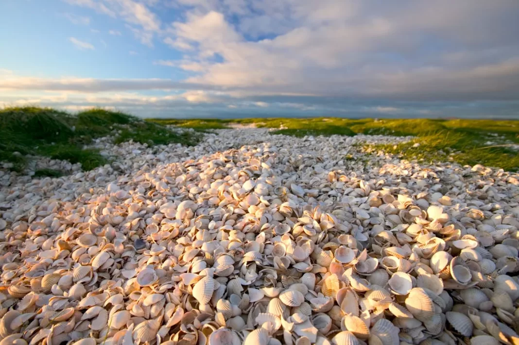 Scientists Discovered an Entire Island Made of Ancient Humans’ Leftover Food