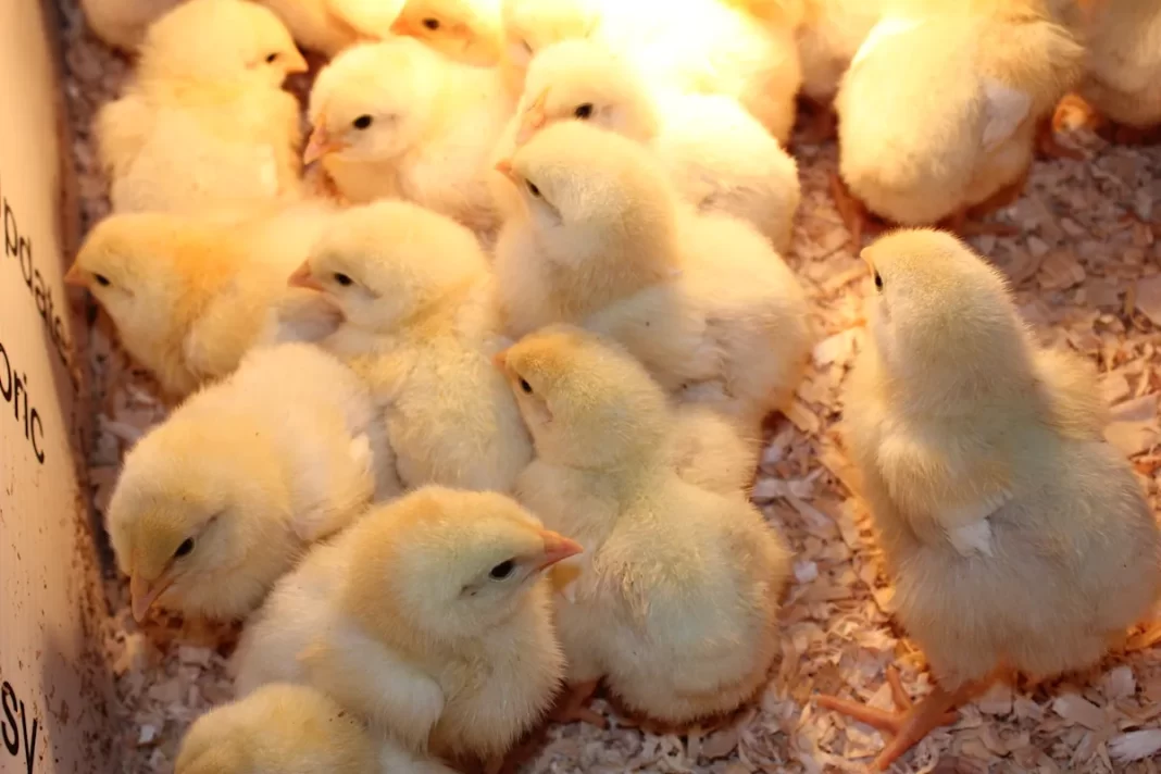You’ve chosen to raise baby chicks. Here are 5 common questions about raising them