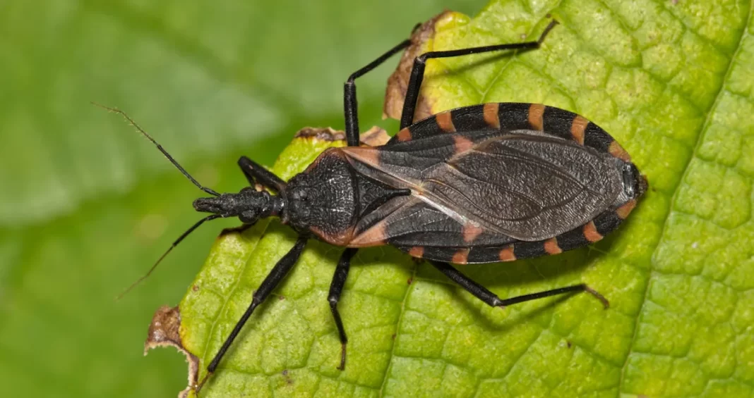 Chagas disease, a deadly infection caused by ‘kissing bugs,’ may have taken root in the U.S., researchers say