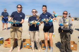 New England Aquarium releases rehabilitated sea turtles in North Carolina