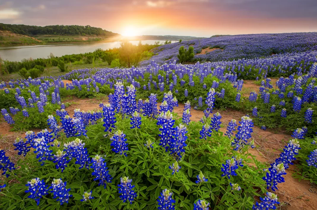 These Are the 5 Best Places to See Spring Flowers in the U.S., According to New Data