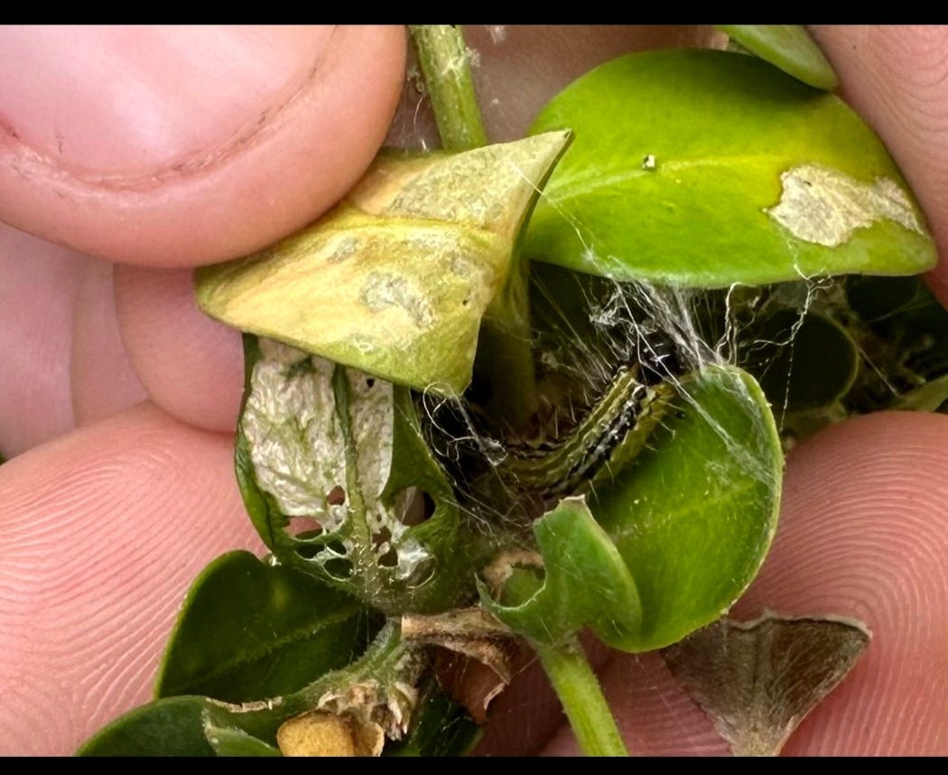 This pesky critter is destroying your boxwood shrubs. How to stop it