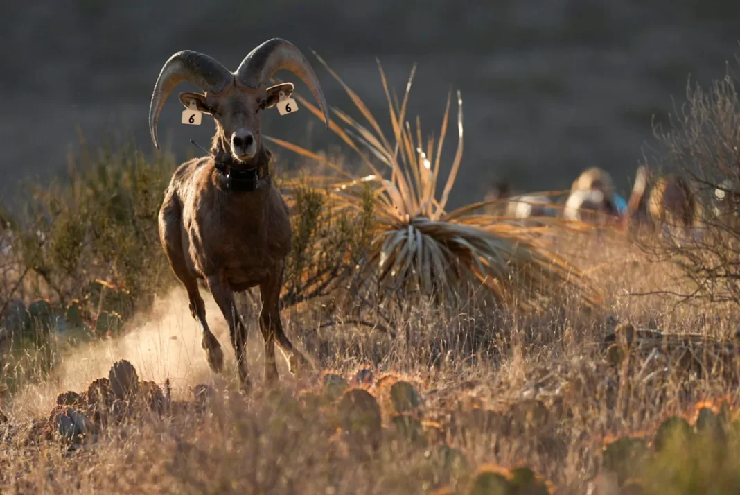 Franklin Mountains State Park expands, what it means for visitors