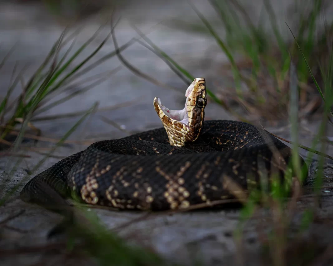 Florida has 3 kinds of rattlesnake. Where they’re most commonly found