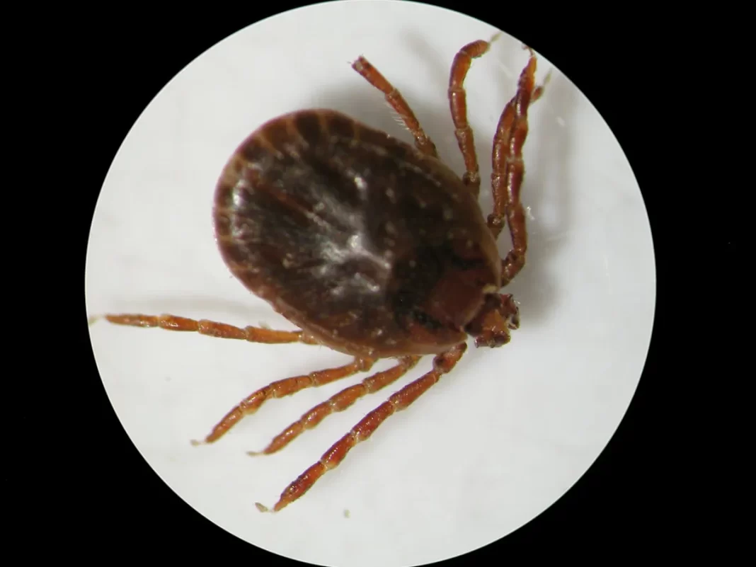 Asian longhorned tick spreads to more Arkansas counties