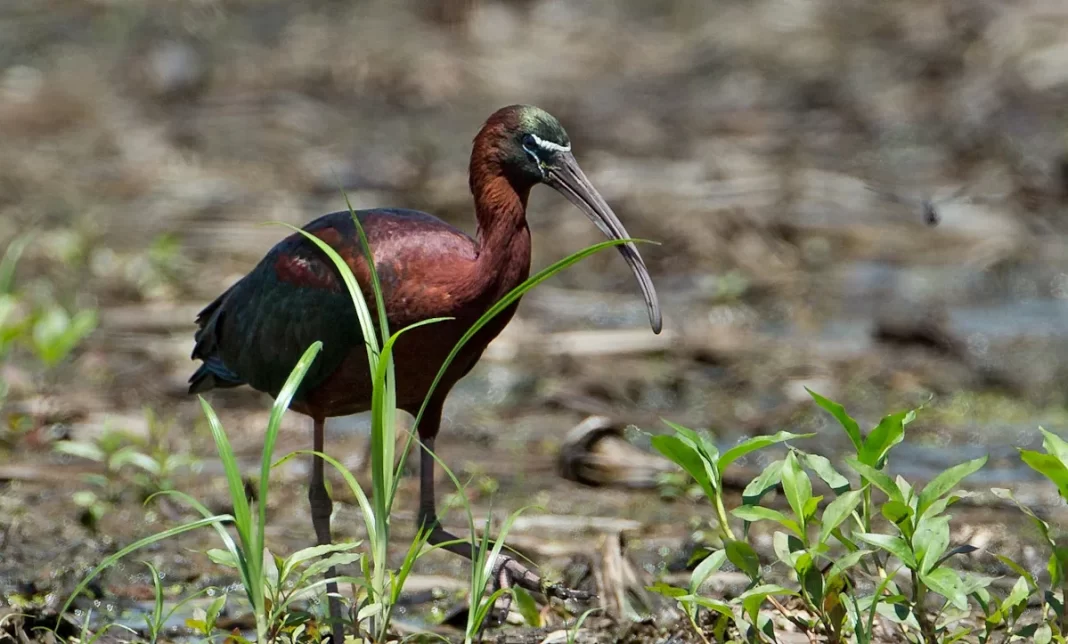 East Coast bird makes rare visit to Ohio River. Here’s where to see it