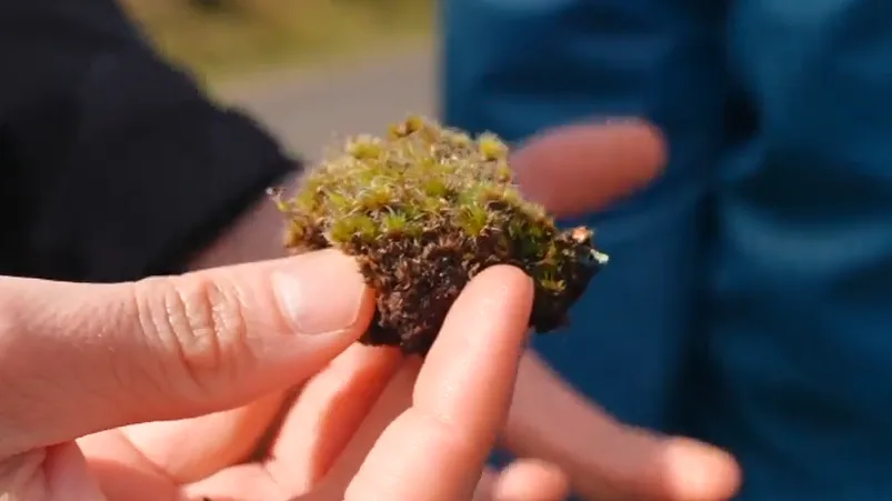 ‘Killer fungus’ could be good news for habitats decimated by invasive moss