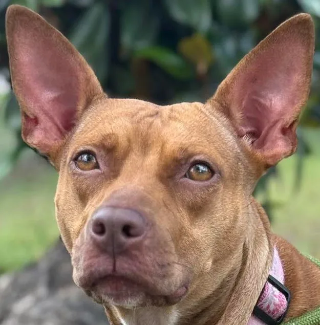 Take your pick from these dogs and cats yearning for a home