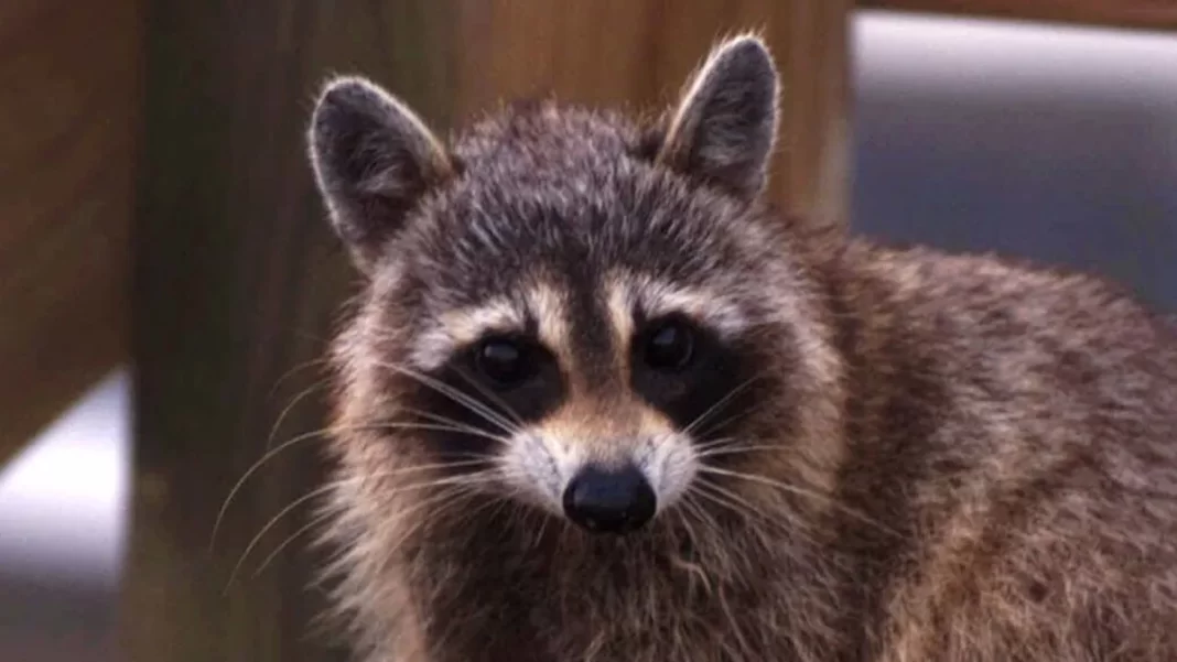 Separate raccoon attacks injure 7-year-old boy, adult in Ridgewood, New Jersey