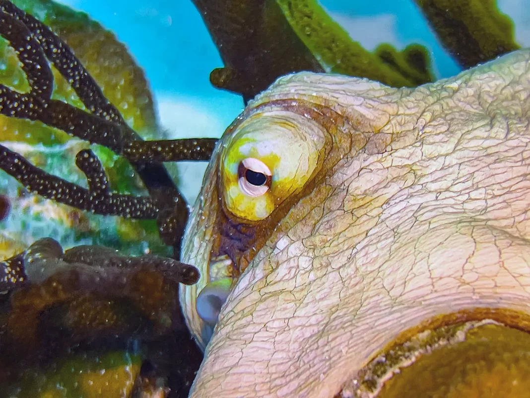 I regret to inform you that octopuses can use mirrors to find food