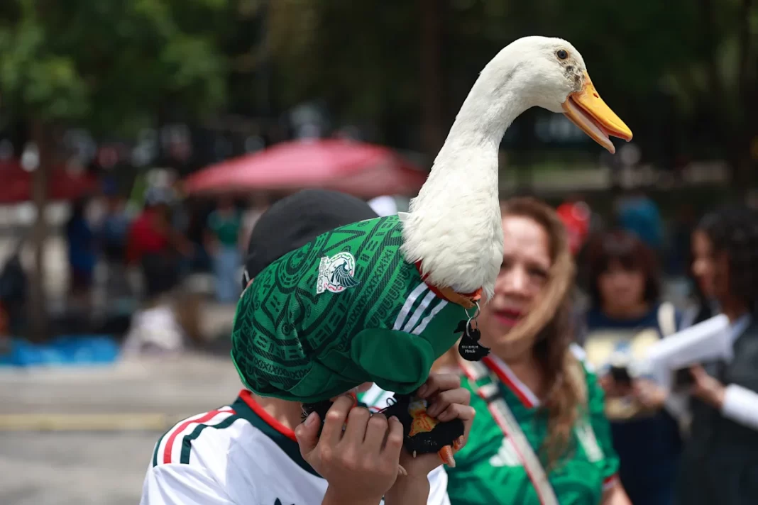 The 9 best viral World Cup moments so far, including Merlin the duck, Scotland fans drinking bars dry and the tidiest fans ever