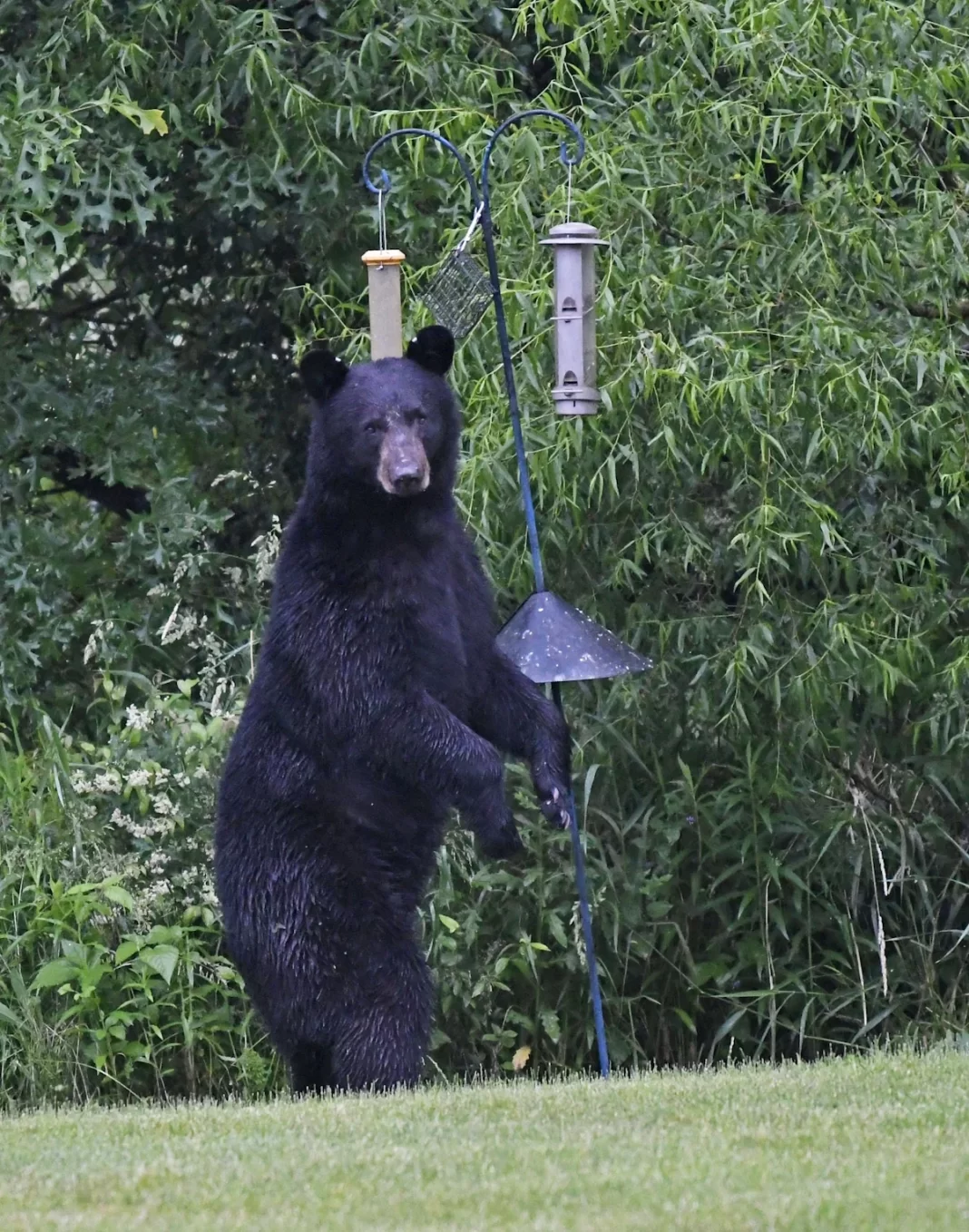 Black bears sightings reported near Cincinnati. See map, stay safe