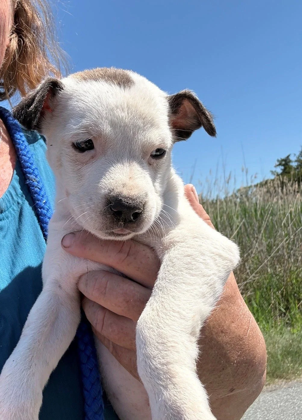 ‘No animal should live like this.’ 19 dogs rescued from Smyrna home