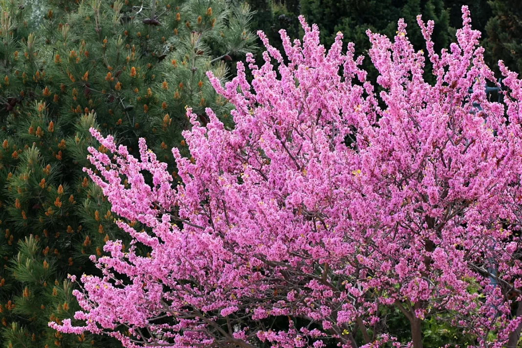 Best and worst trees for your Oklahoma landscaping project