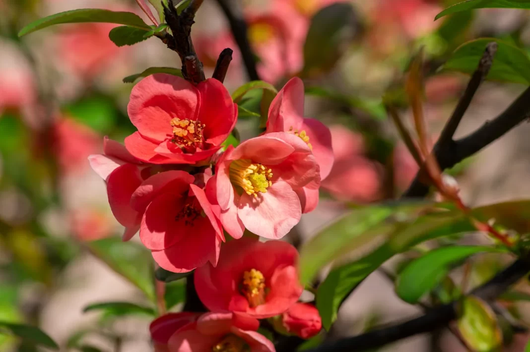 18 Red flower varieties to add stunning color to your garden