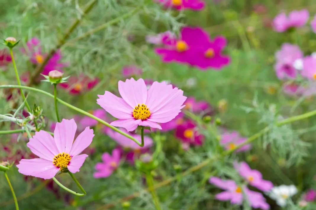 18 Quick-blooming annuals for gardeners short on time