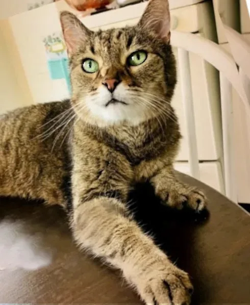 Laps and Naps cares for senior cats, looks to build sanctuary