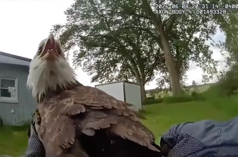 Bald eagle rescue captured on Michigan DNR body cam