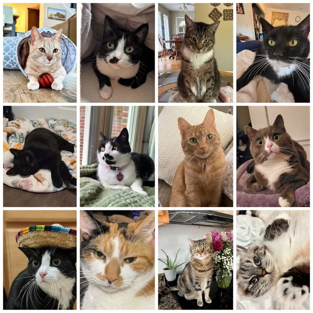 Which cat is NJ’s cutest? Vote here for your favorite feline finalist