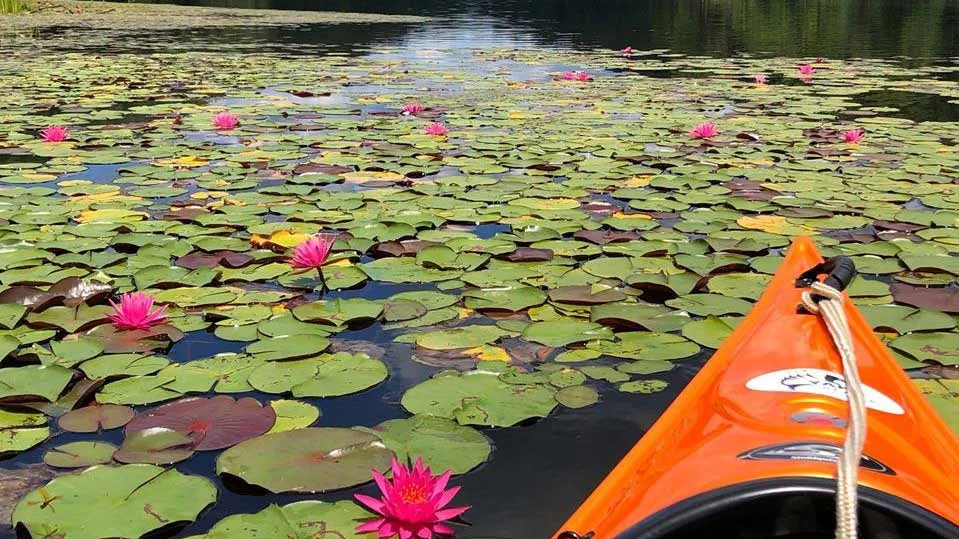 After criticism, Ohio won’t allow gas-powered boats at state park