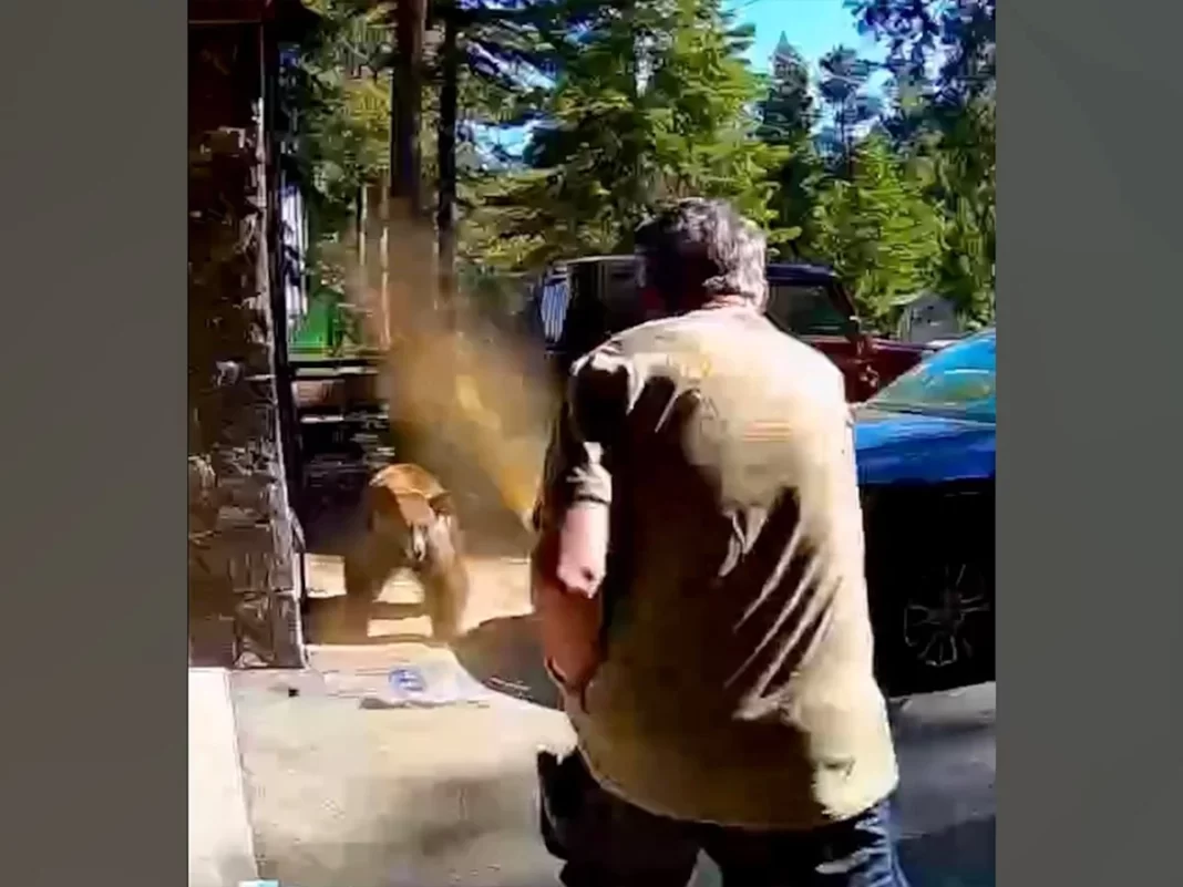 Bear charges father outside Lake Tahoe home, dramatic video shows