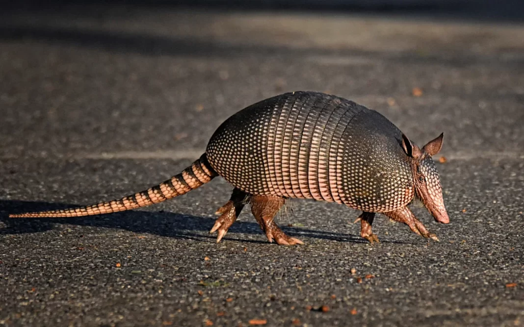 A 4,000-year-old disease is on the rise in this state thanks to armadillos