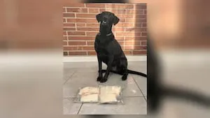 Area K-9 detects drugs, helps officers find over 6 pounds of meth during traffic stop