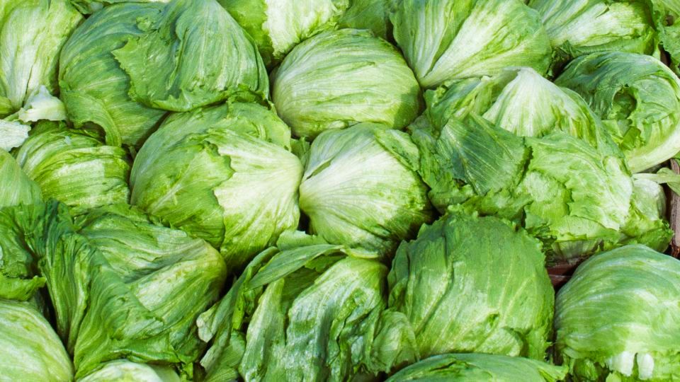 Large cyclosporiasis outbreak linked to lettuce now includes cases in 15 states