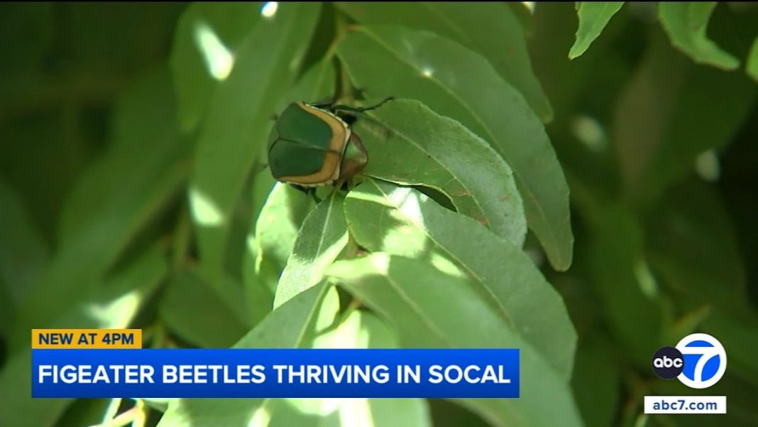 These giant beetles are crashing into people in LA and thriving here