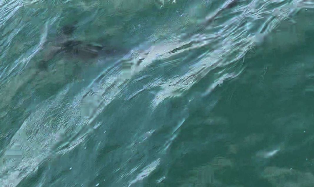A Connecticut fisherman thought he saw a dolphin. It was a hammerhead shark