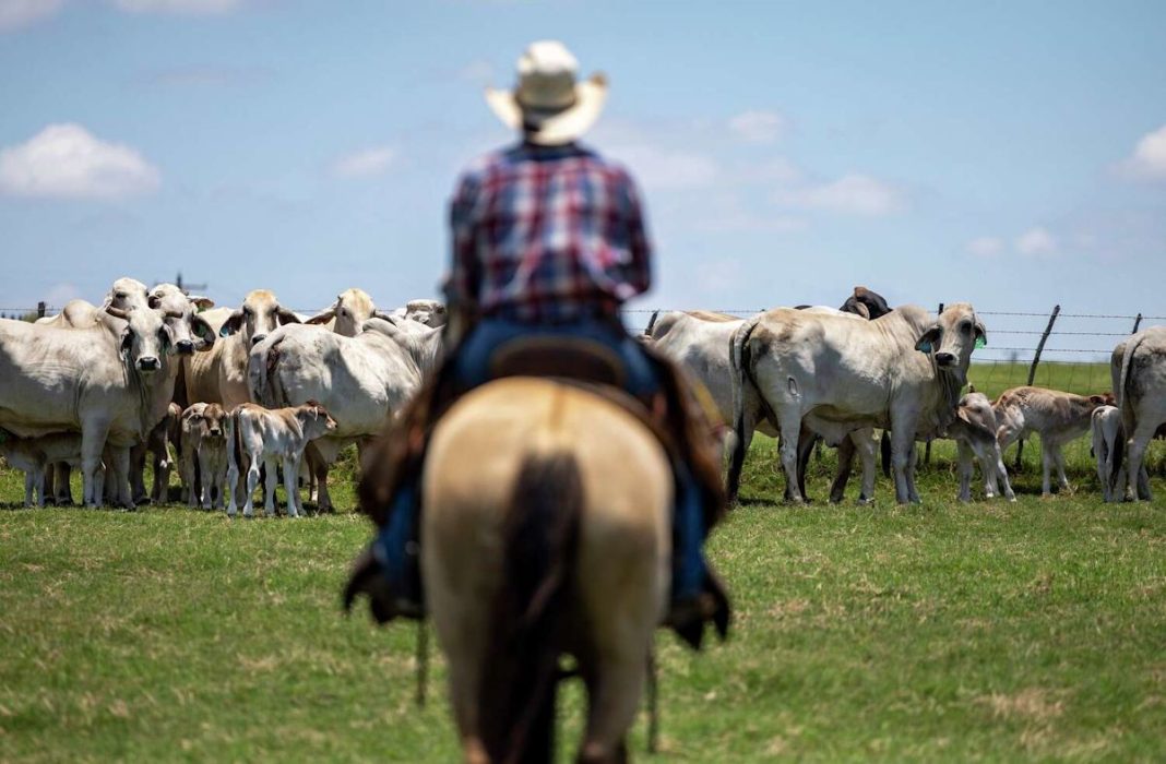 Texas ranchers slam Trump plan to import 300,000 metric tons of beef into the U.S.